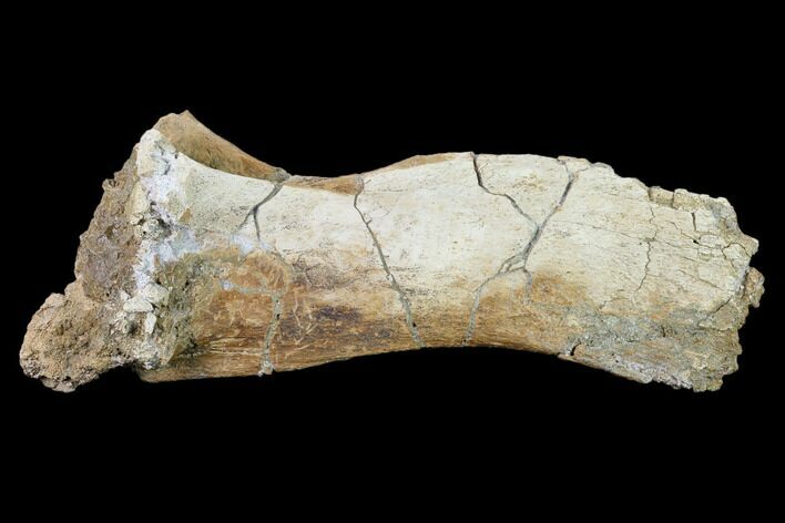 Hadrosaur (Edmontosaurus) Spinous Process - South Dakota #145893